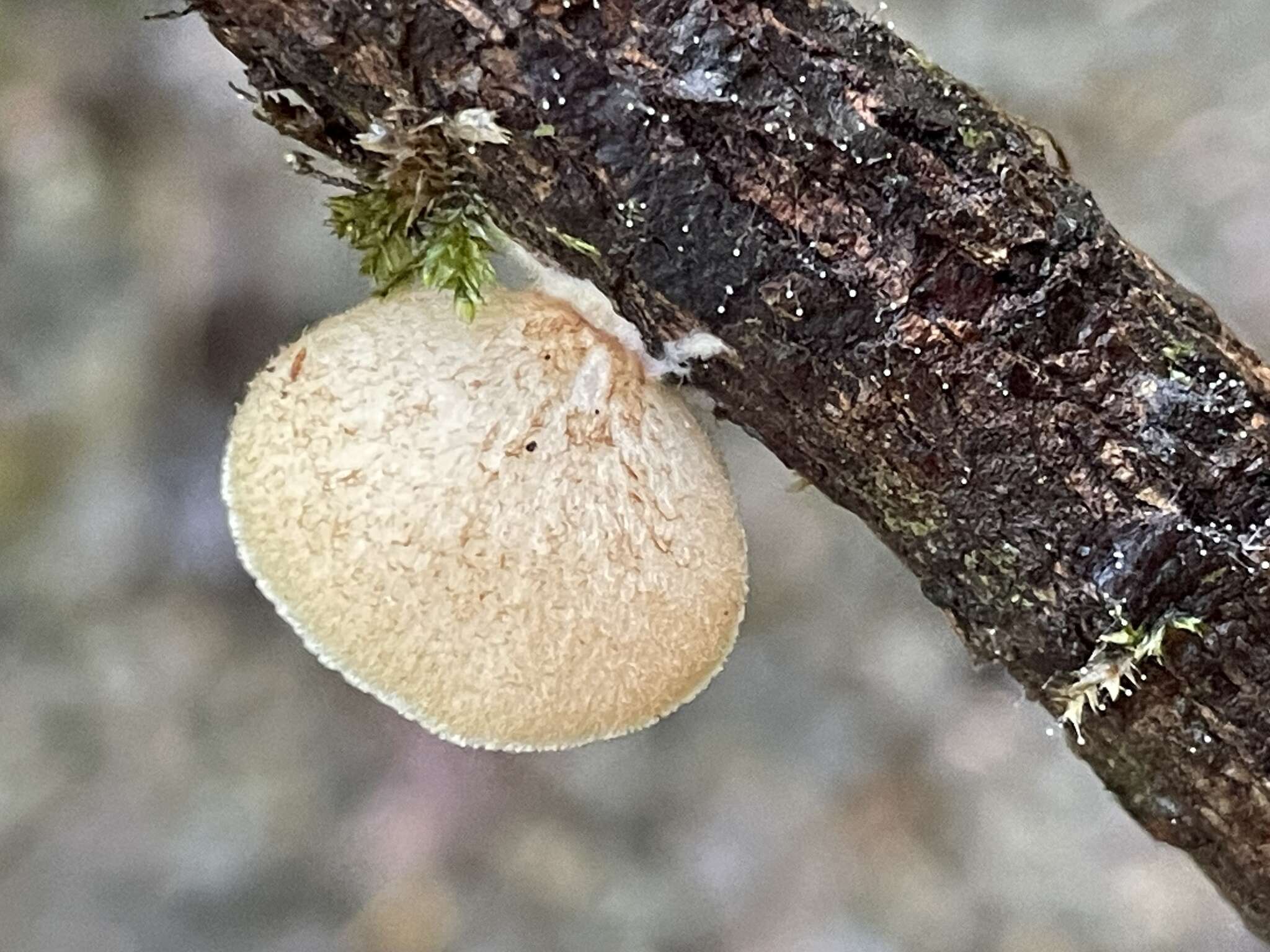 Crepidotus badiofloccosus S. Imai 1939 resmi