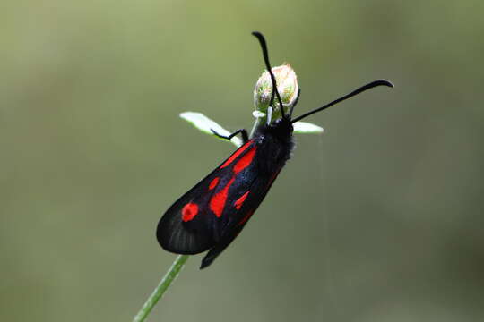 Plancia ëd <i>Zygaena romeo</i>