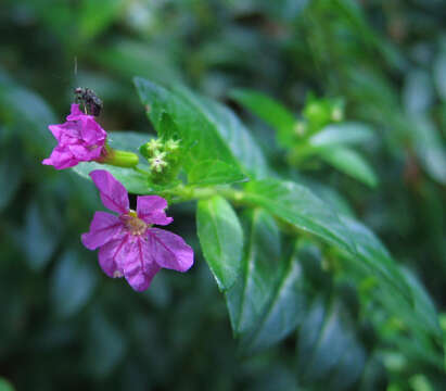 Image of false heather