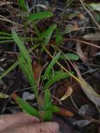 Image of Goodenia delicata R. Carolin