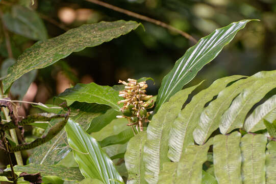 Image of Renealmia pyramidalis (Lam.) Maas