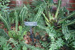 Слика од Asplenium nidus L.