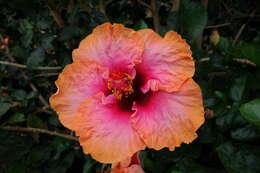 Image of China rose