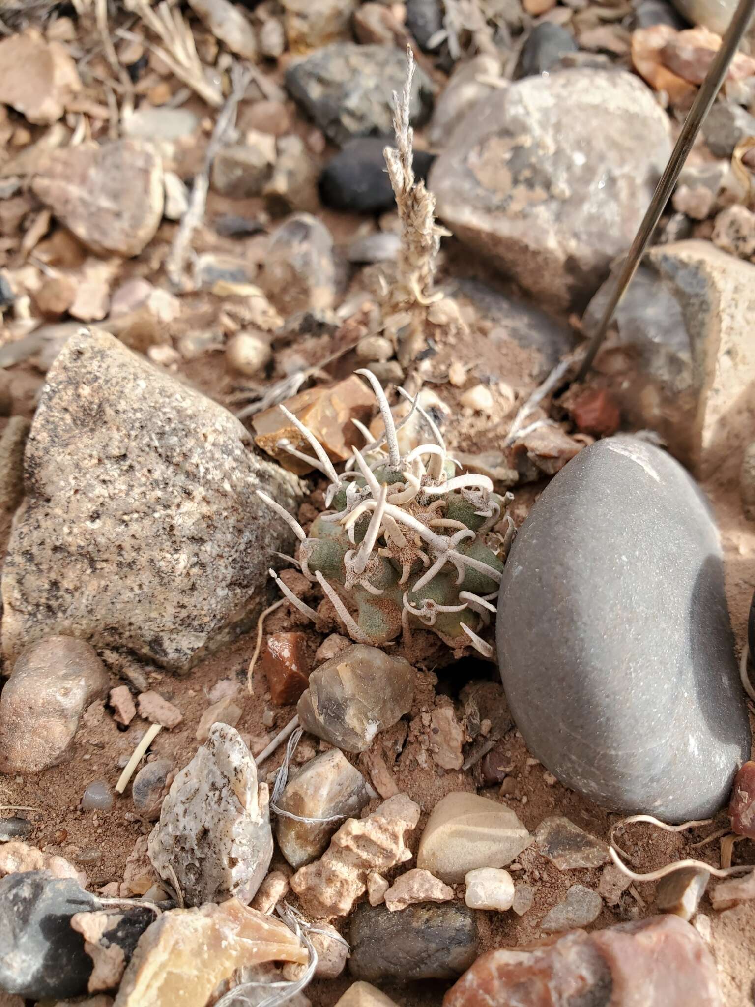 Sivun Pediocactus peeblesianus subsp. peeblesianus kuva