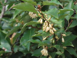 Image of Elaeagnus thunbergii Servettaz