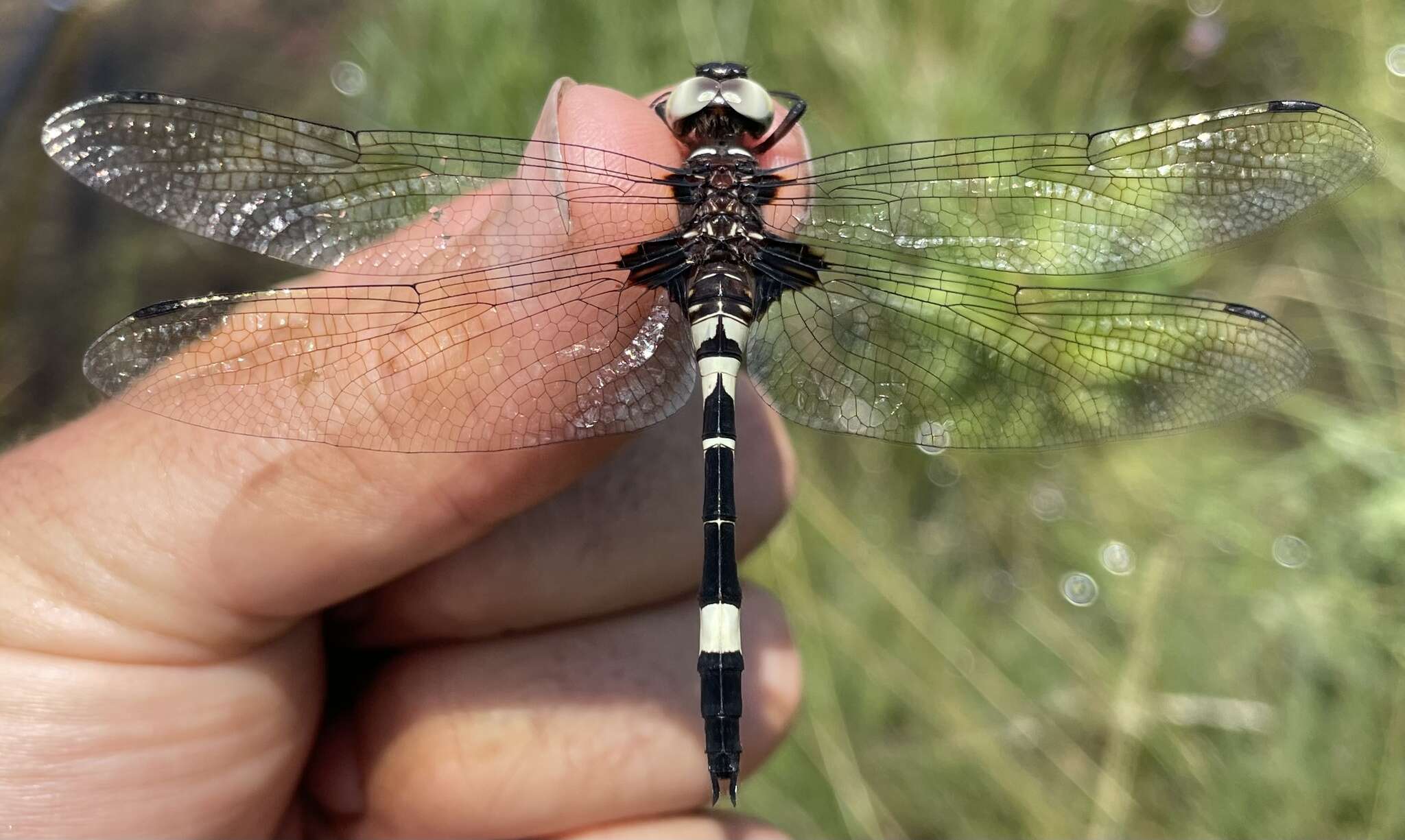 Image of Zygonyx atritibiae Pinhey 1964