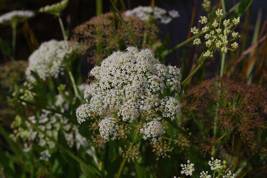 Imagem de Sium latifolium L.