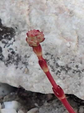 Image of <i>Crassula <i>atropurpurea</i></i> var. atropurpurea