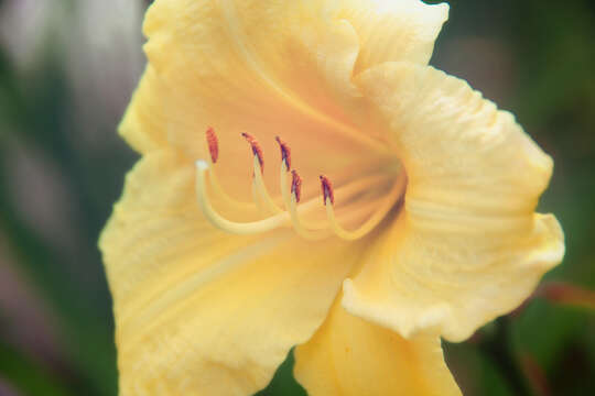 Image of lemon day-lily