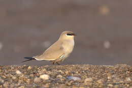 Image of Little Pratincole