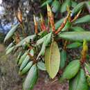 Plancia ëd Rhododendron wallichii Hook. fil.