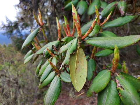 Imagem de Rhododendron wallichii Hook. fil.