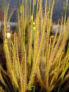 Image de Drosera filiformis Raf.