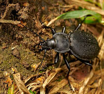 Carabus (Morphocarabus) gebleri Fischer von Waldheim 1817 resmi