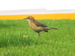 Image of Rufous Hornero