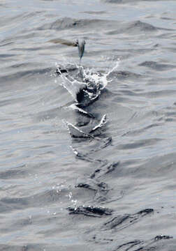 Image of Atlantic Flyingfish