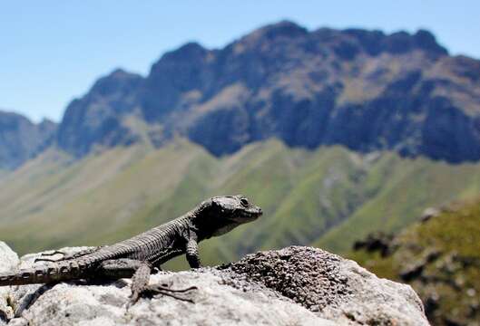 Image of False girdled lizards