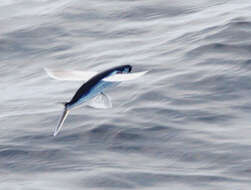 Image of flyingfishes