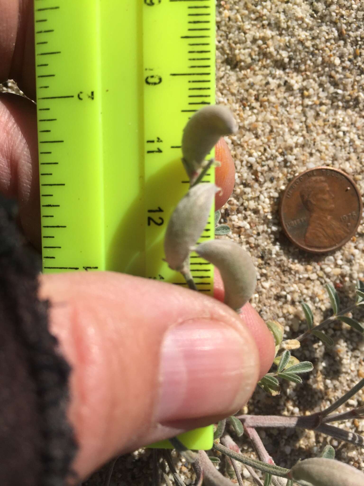 Image of annual desert milkvetch