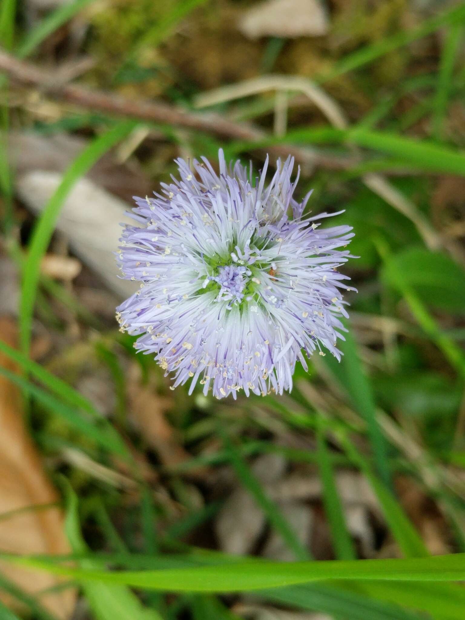 Image de Globularia nudicaulis L.