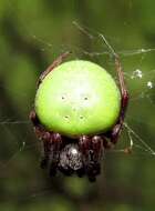 Image of Green Pea Spider