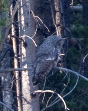 Image of Great Gray Owl