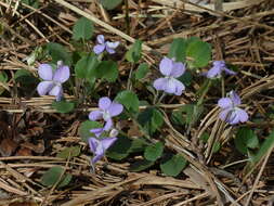 Image of teesdale violet