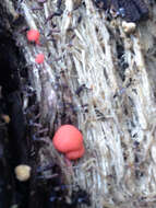 Image of Lycogala epidendrum