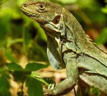 Image of Guatemalan Black Iguana