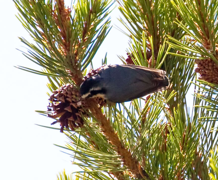 Image of Red-breasted Nuthatch