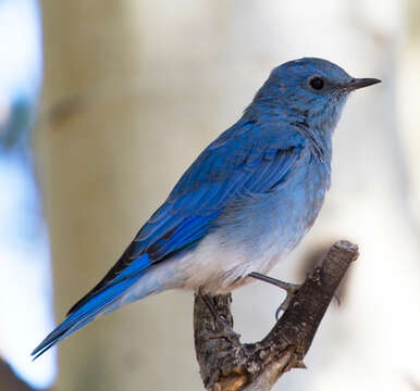 Image of Mountain Bluebird