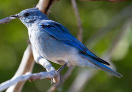 Image of Mountain Bluebird