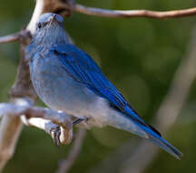 Image of Mountain Bluebird