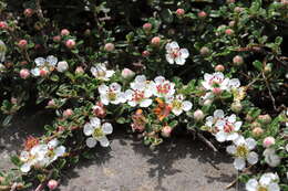 صورة Cotoneaster microphyllus Wall. ex Lindl.