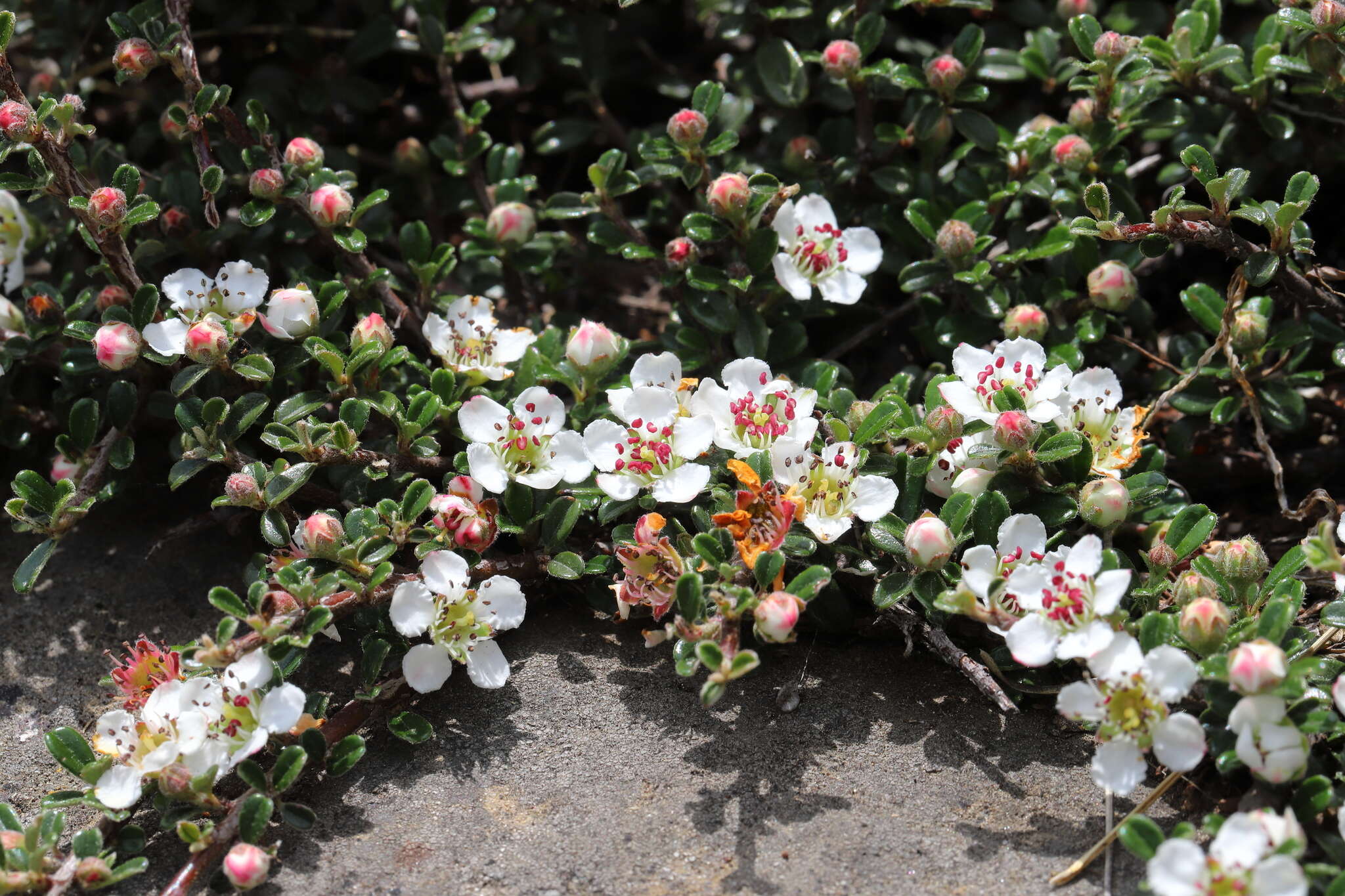 صورة Cotoneaster microphyllus Wall. ex Lindl.