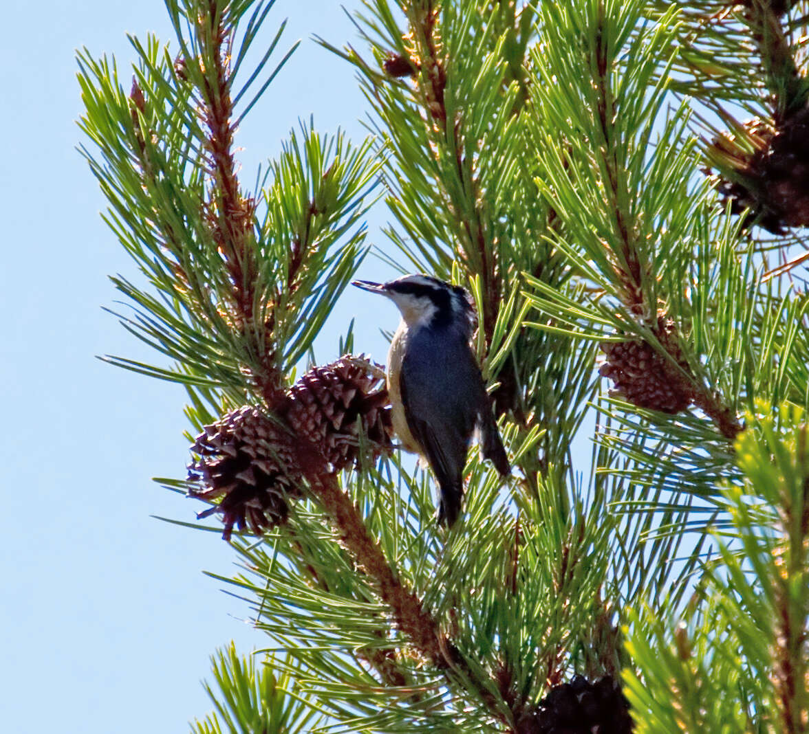 Imagem de Sitta canadensis Linnaeus 1766