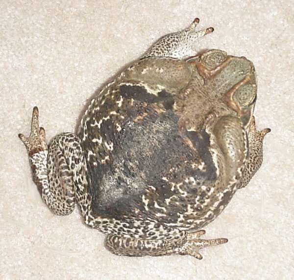 Image of Cururu Toad