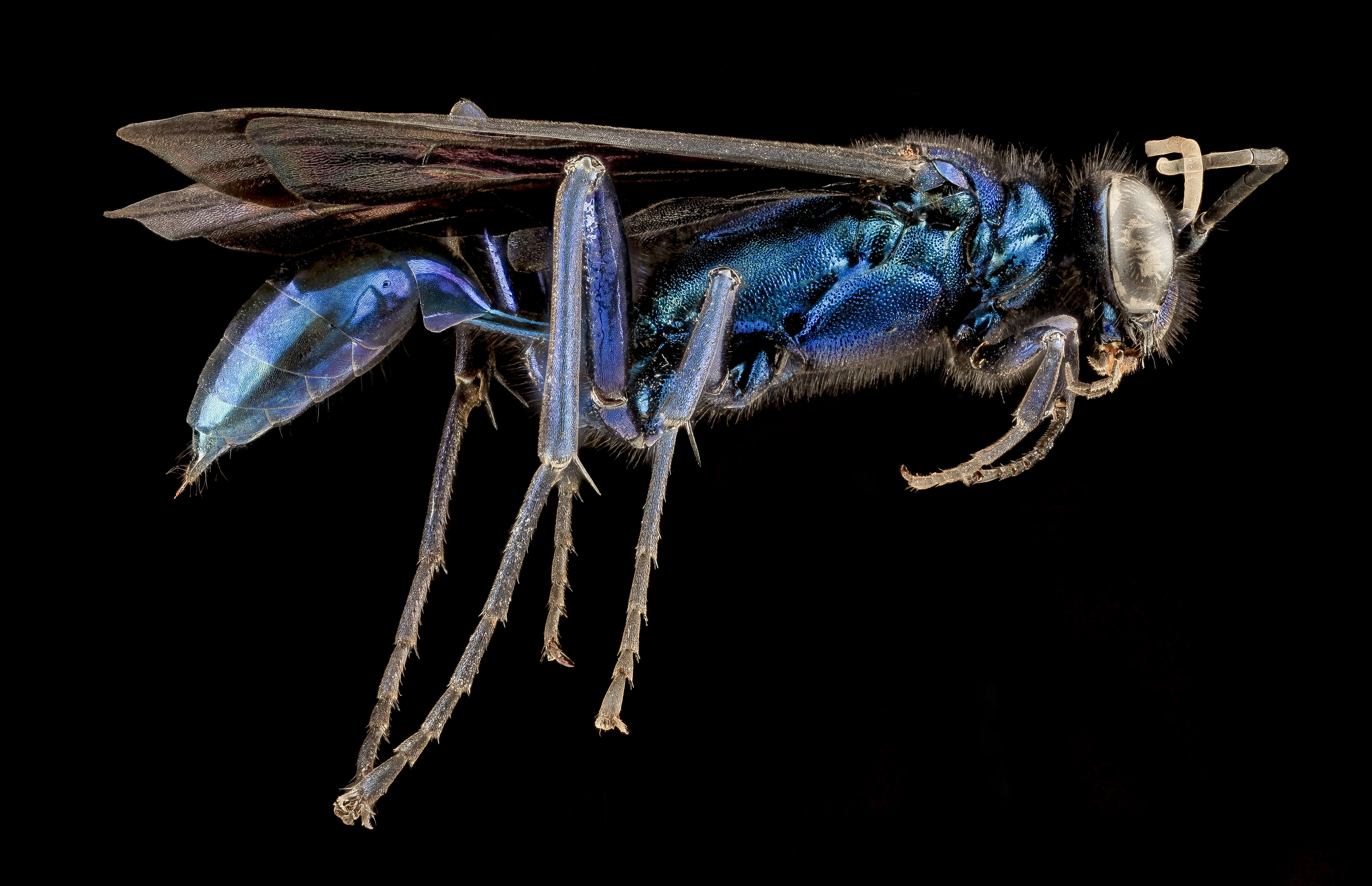 Image of Blue Mud Wasp