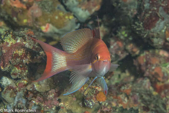 Image de Pseudanthias luzonensis (Katayama & Masuda 1983)