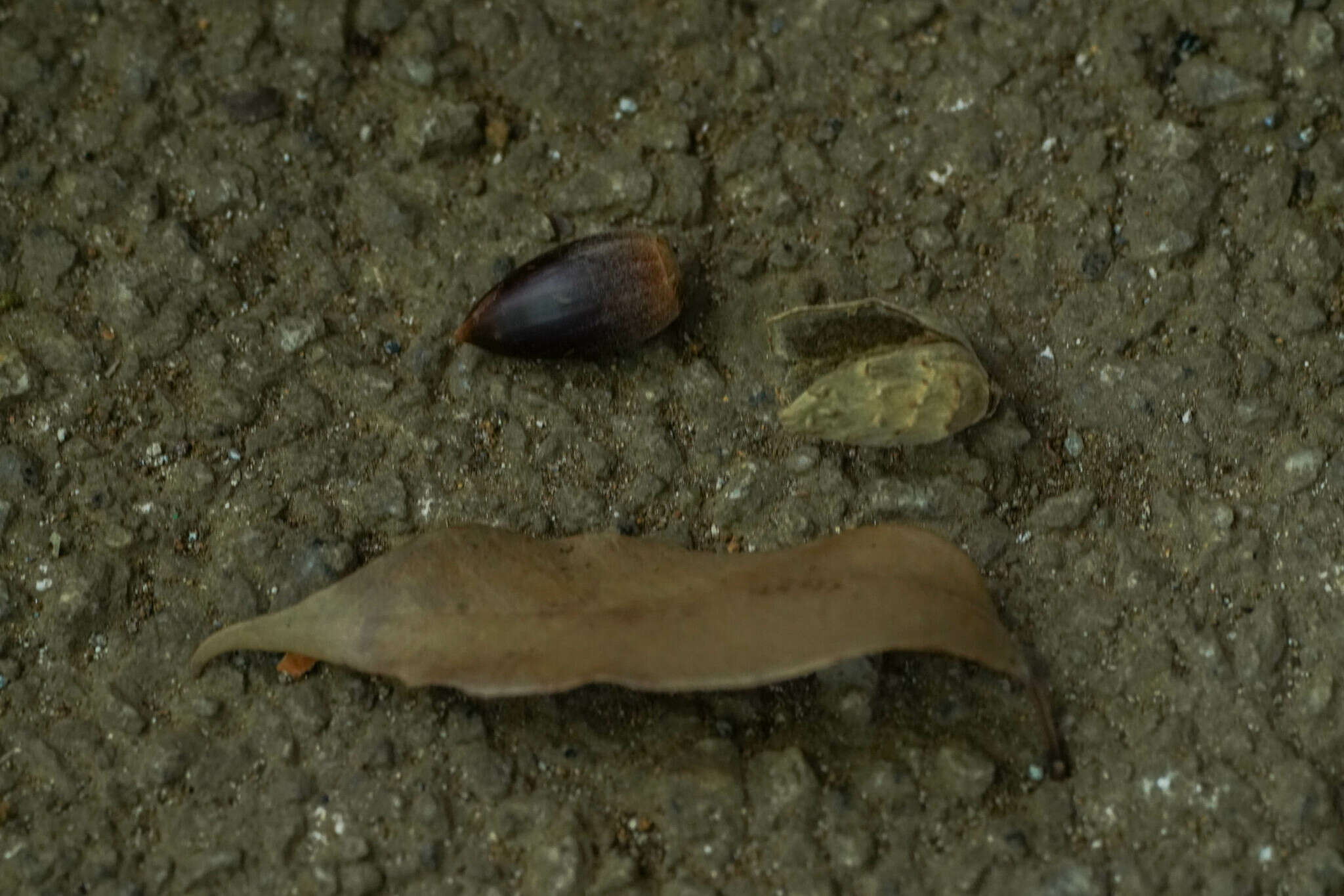 Слика од Castanopsis sieboldii (Makino) Hatus.