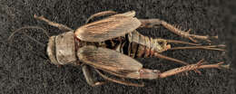 Image of Field Crickets