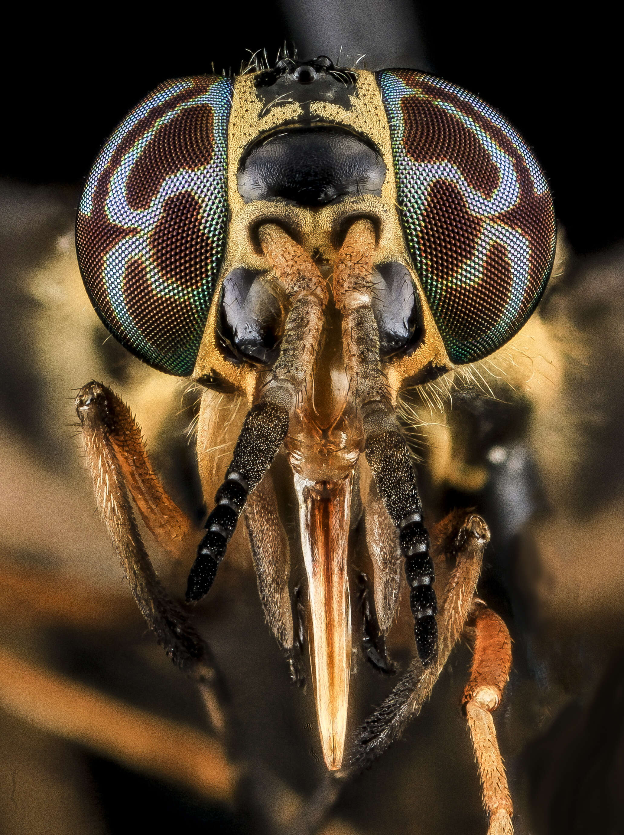 Image of Chrysops