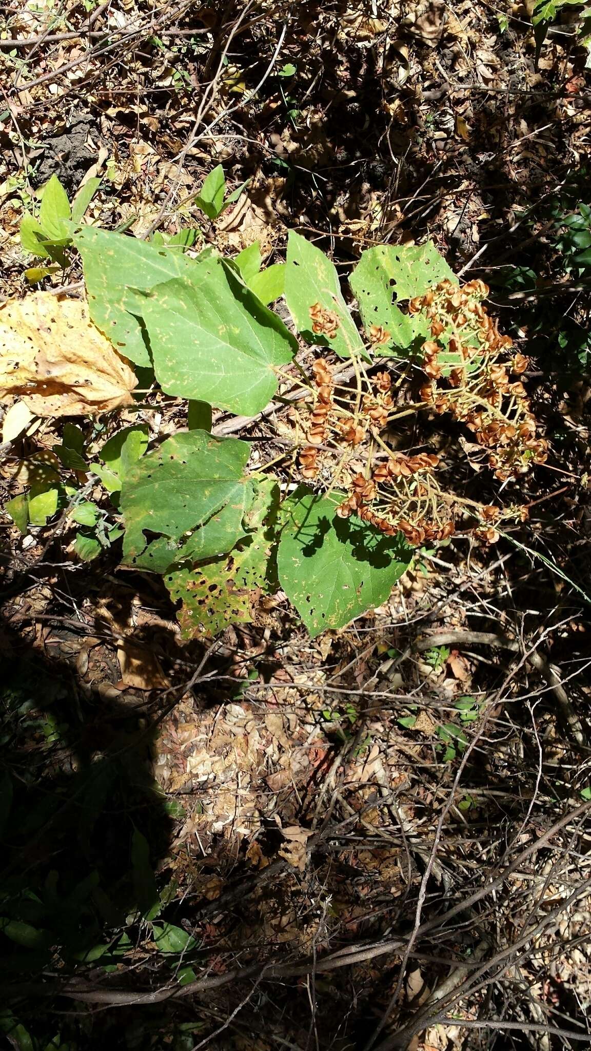 Image of Dombeya hildebrandtii Baill.