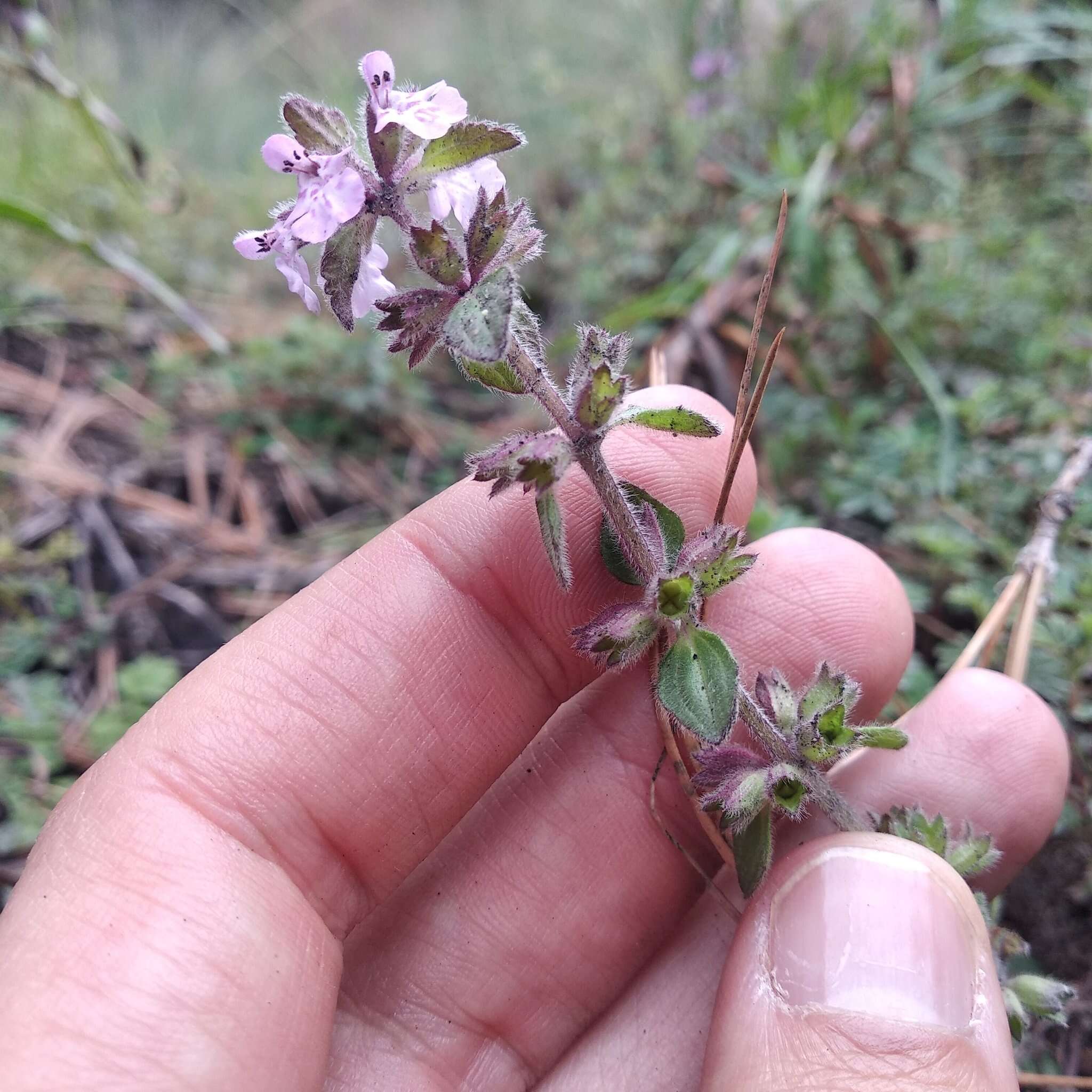 Stachys eriantha Benth.的圖片