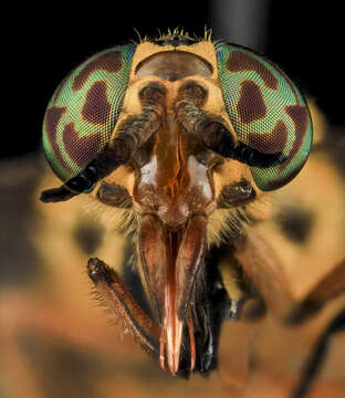 Image of Chrysops