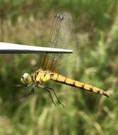 Sympetrum cordulegaster (Selys 1883) resmi