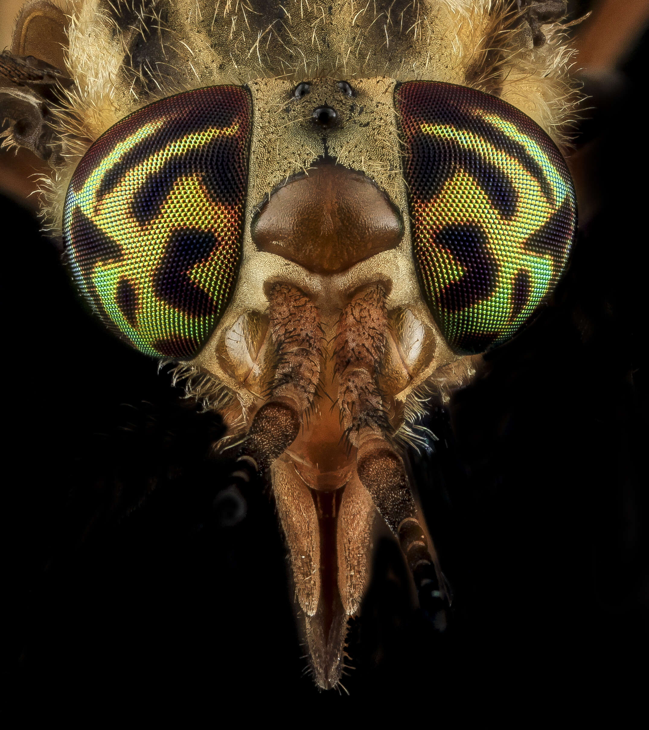 Image of Chrysops