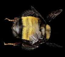 Image of Bumblebees