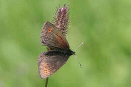 Image of Yellow-banded Ringlet