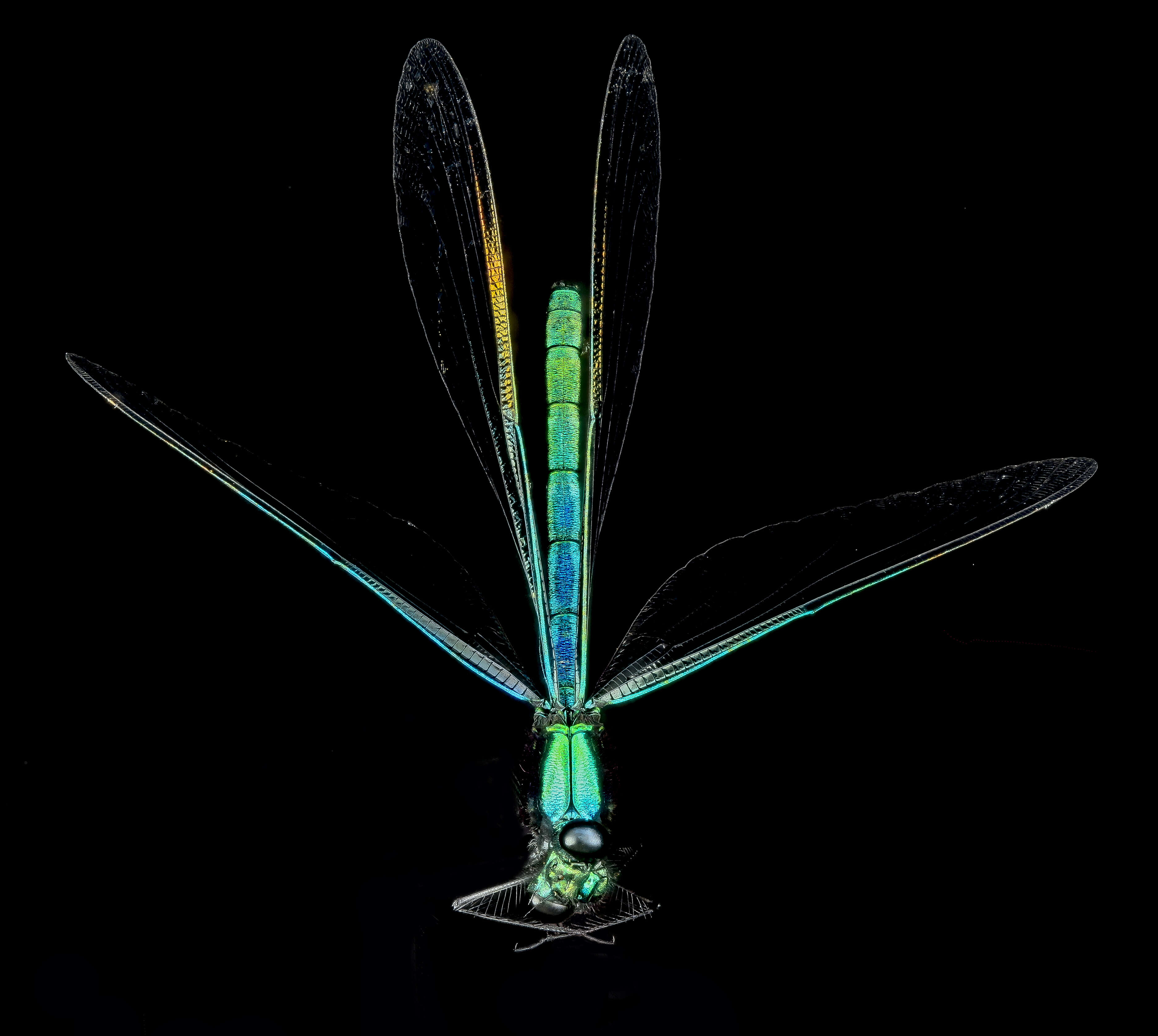 Image of Ebony Jewelwing